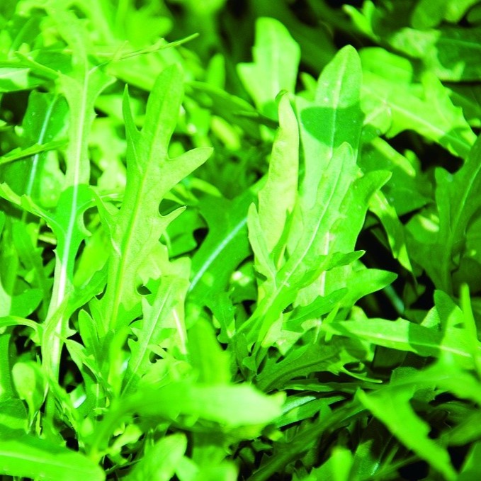 All herb seeds / Salad rocket, Rucola, Colewort, Roquette, Arugula