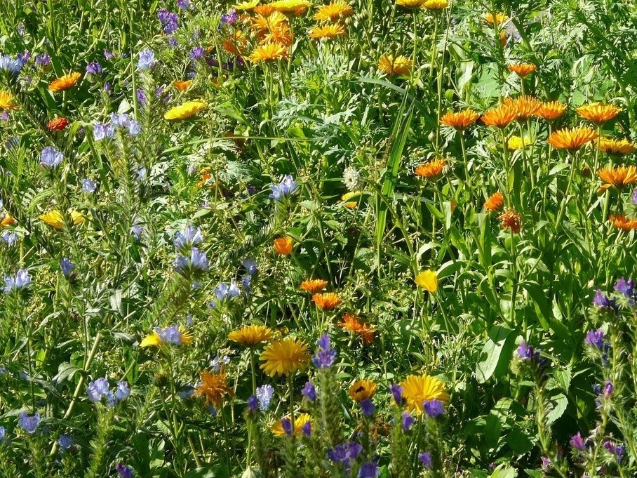 All cover crop seeds