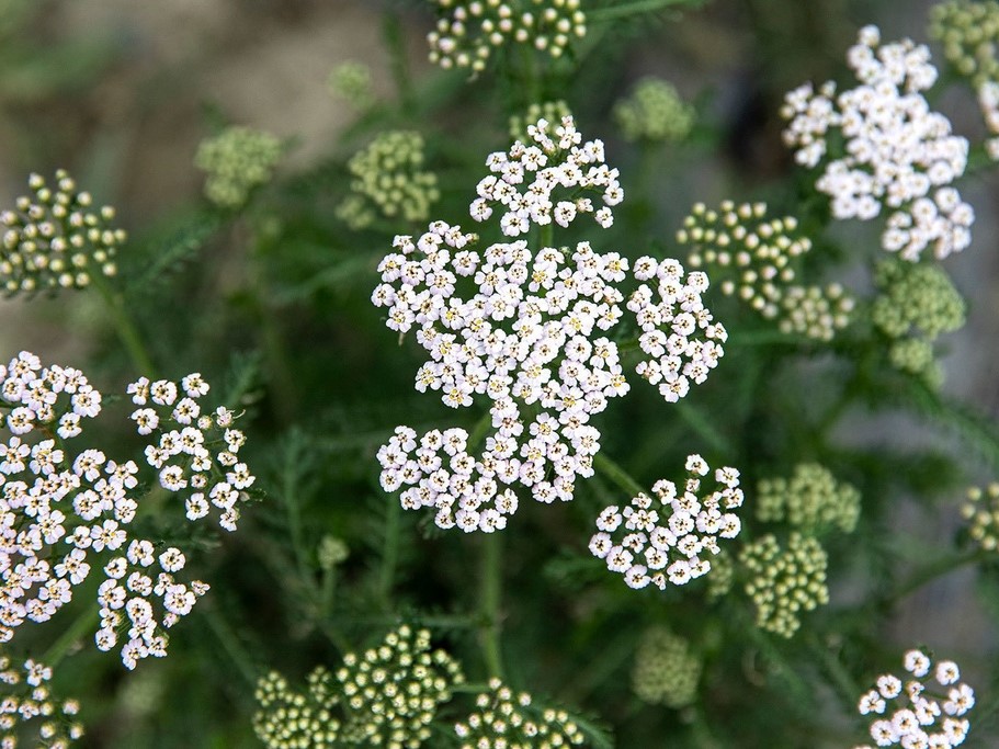 Herbes aromatiques / Achillée mille-feuille