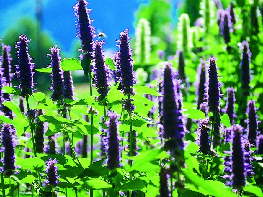 All flowers / Agastache