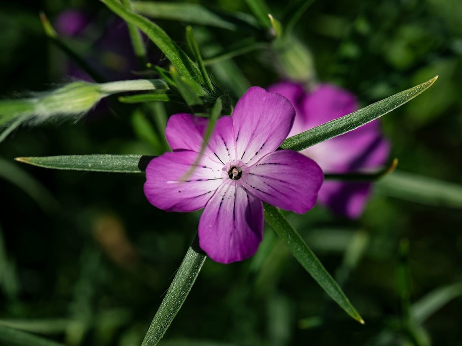 Graines de fleurs / Nielle des blés