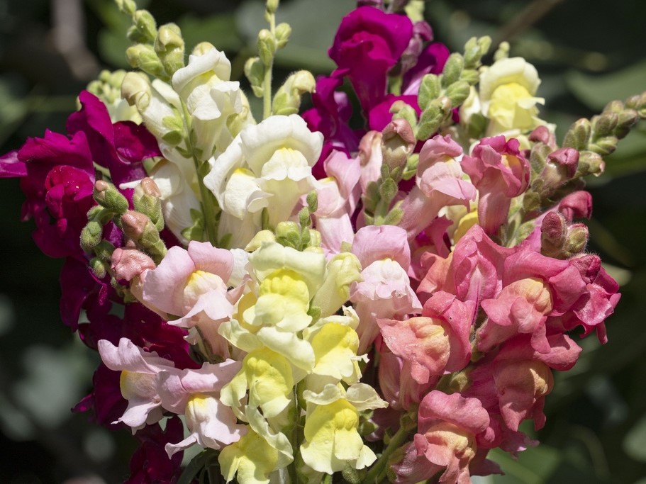 All flowers / Snapdragon