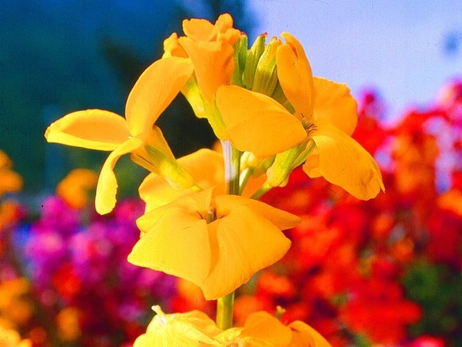 Tuti gli semi di fiori / Violacciocca gialla