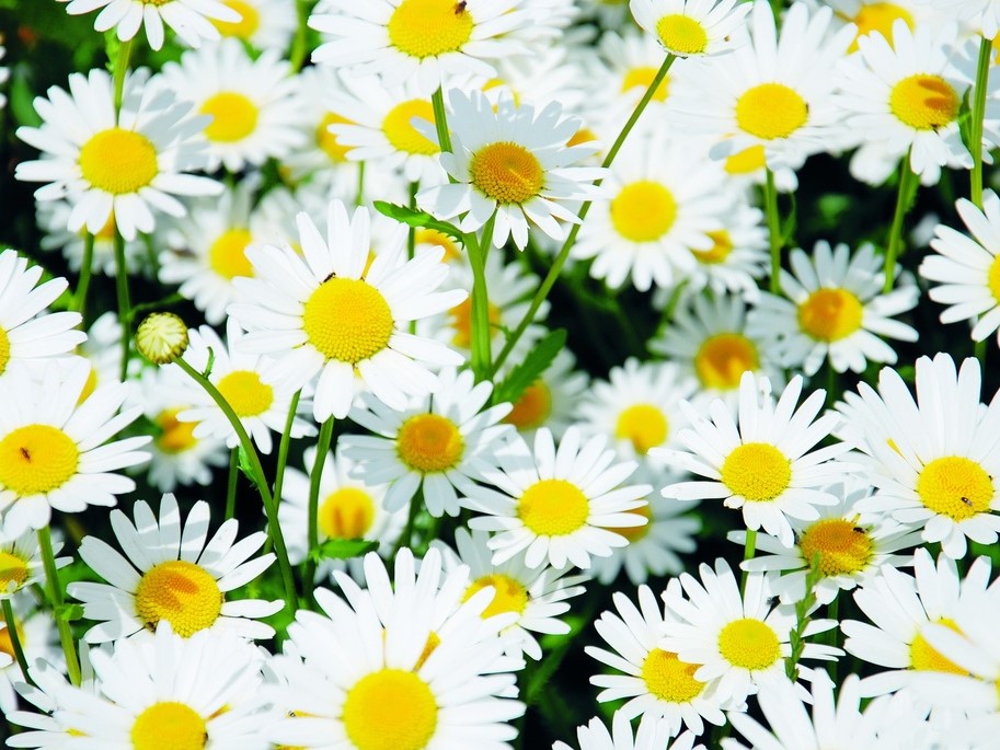 All flowers / Daisy / Ox-eye daisy