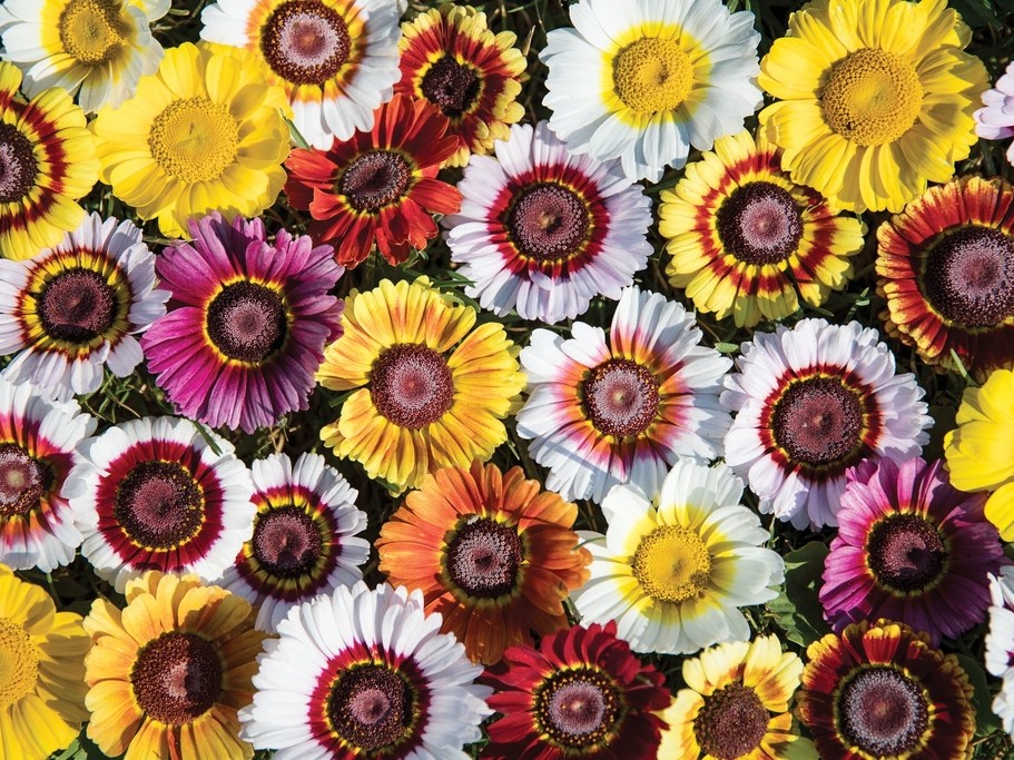 Graines de fleurs / Marguerites / Chrysanthèmes à carène, Marguerites d'été