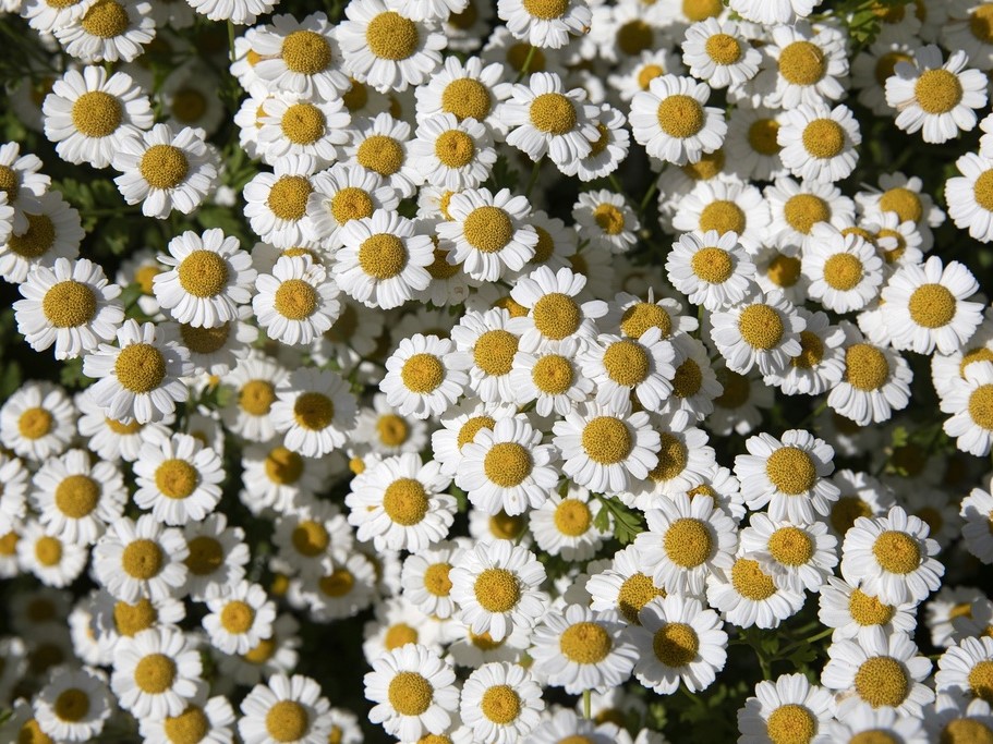 Graines de fleurs / Grande camomille