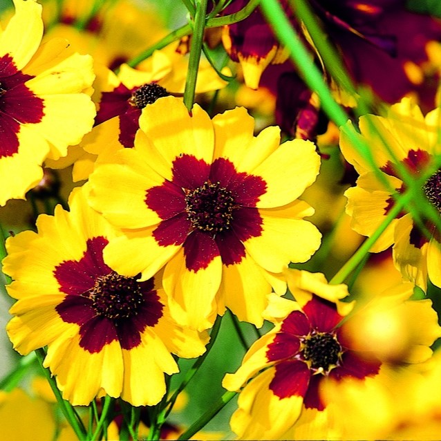 All flowers / Coreopsis, Tickseed