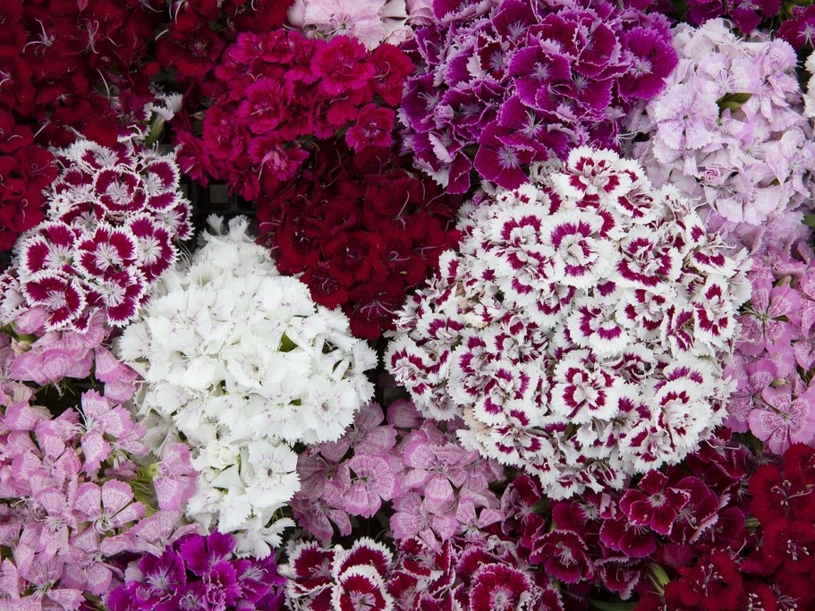 All flowers / Carnation, Dianthus / Sweet William