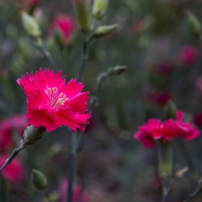 All flowers / Carnation, Dianthus / Carnation, Clove pink