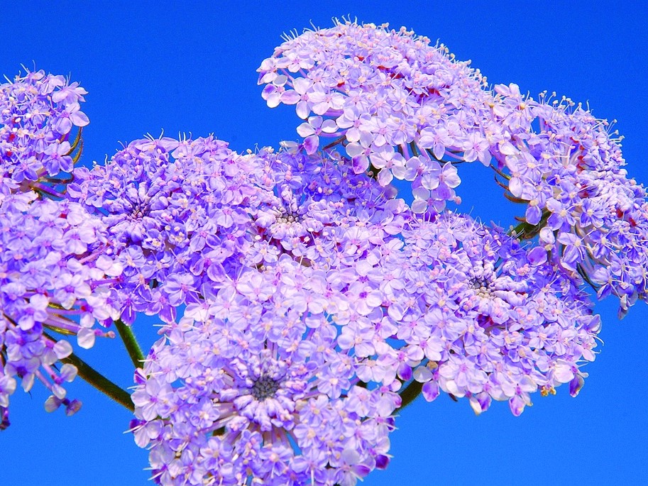 Graines de fleurs / Didiscus