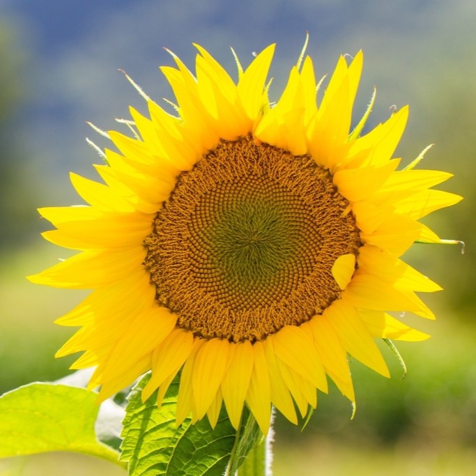 All flowers / Sunflower