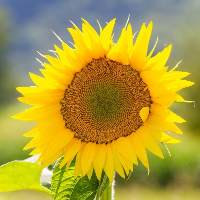 All flowers / Sunflowers