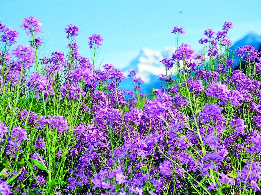All flowers / Dame's rocket, damask violet, Dame's-violet, Dames-wort