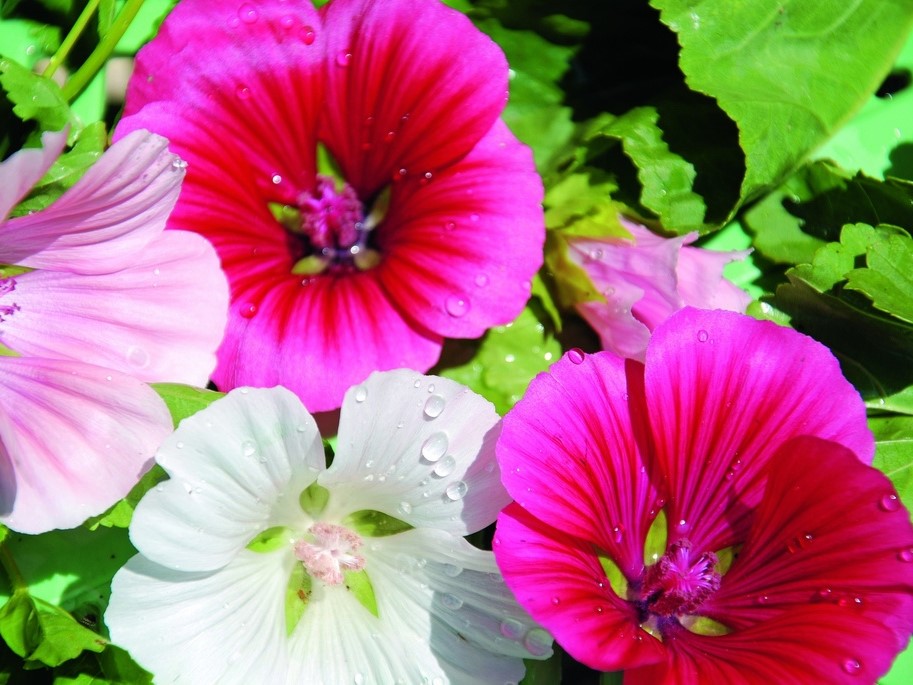 Graines de fleurs / Malope