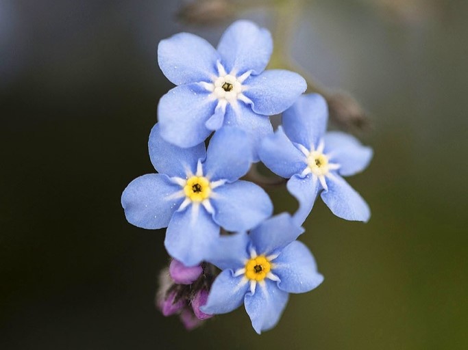 All flowers / Forget-me-not