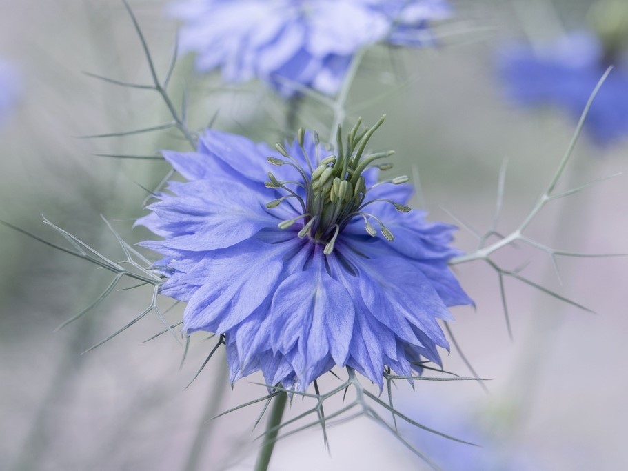 Graines de fleurs / Nigelles