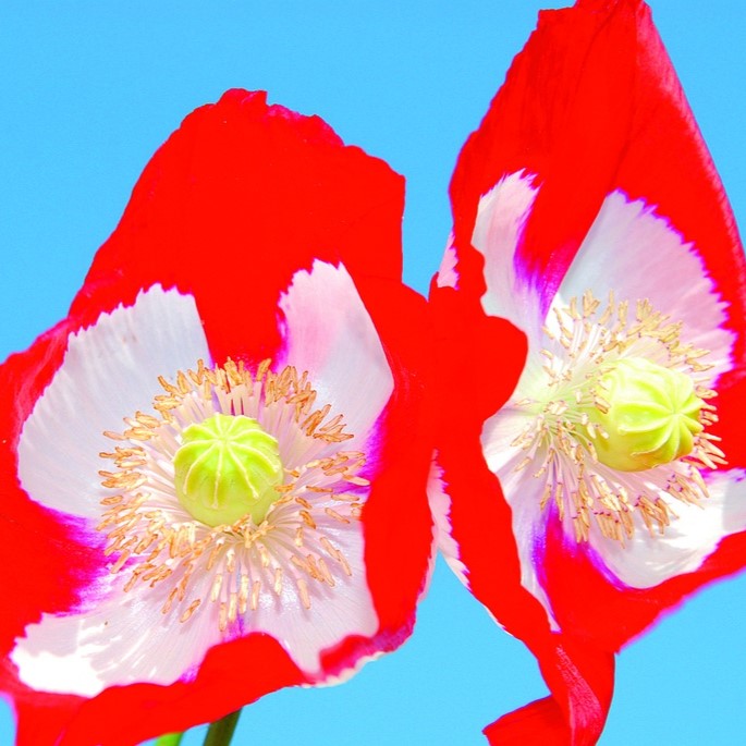 All flowers / Poppy / Common poppy, Silk poppy
