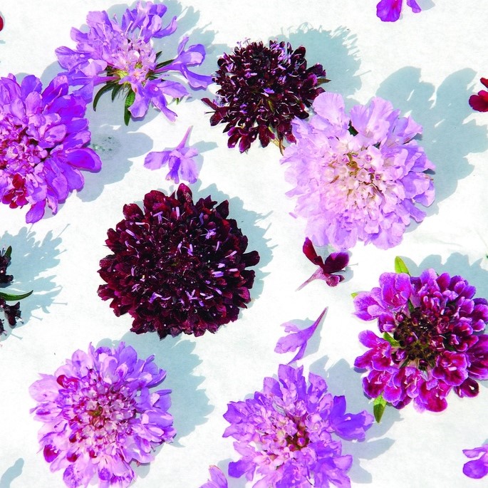 All flowers / Morning bride, Sweet scabious, Garden scabious