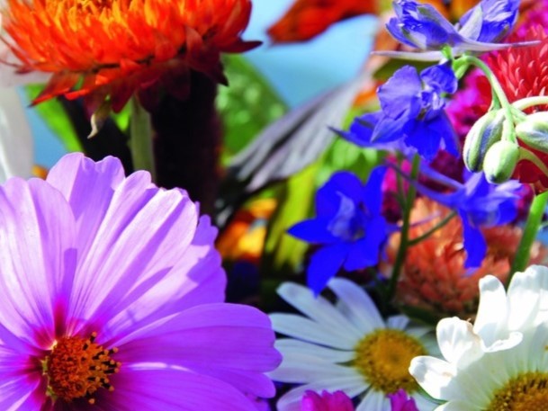 All flowers / Flower mix / Annual flower mix