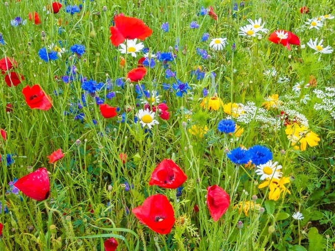 Graines de fleurs / Mélanges de fleurs / Mélanges de fleurs pluriannuelles