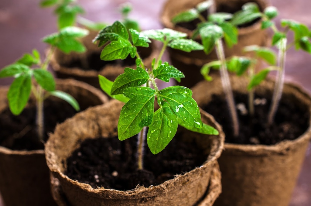 Seedlings