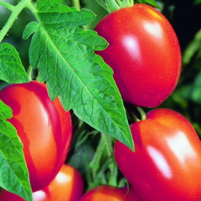 Seedlings / Tomato seedlings
