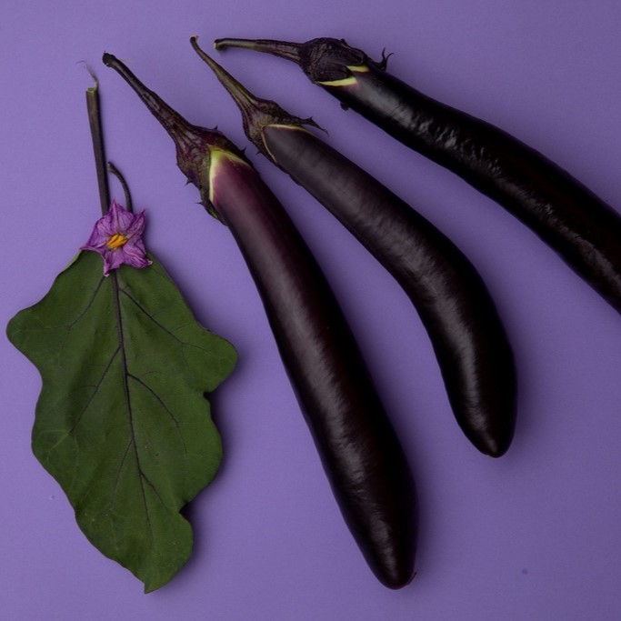 Seedlings / Eggplant seedlings
