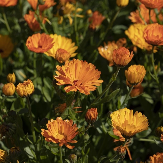 Alle Blumensamen / Ringelblume / Acker-Ringelblume, Calendula arvensis