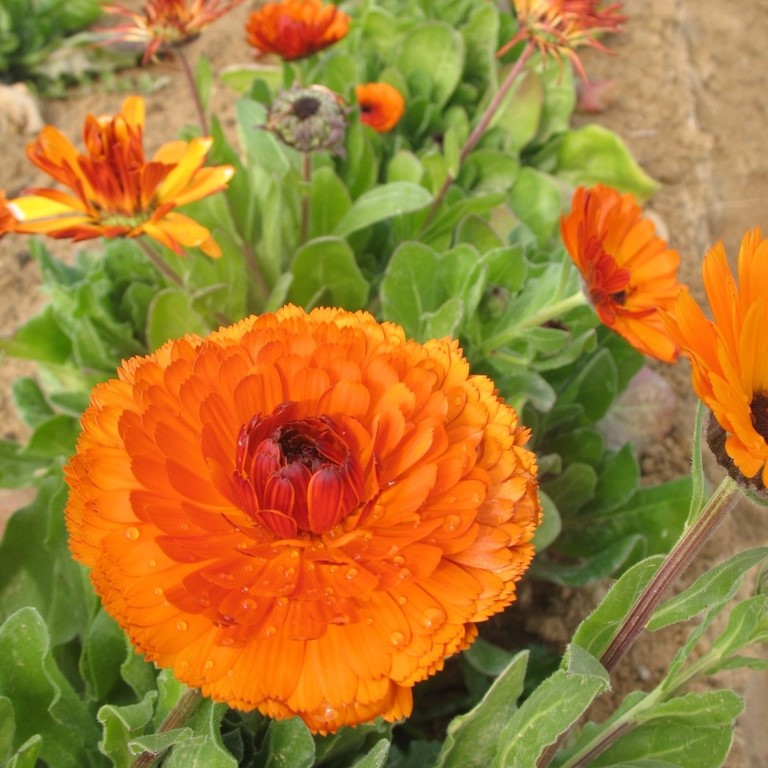 Alle Blumensamen / Ringelblume / Ringelblume, Calendula officinalis