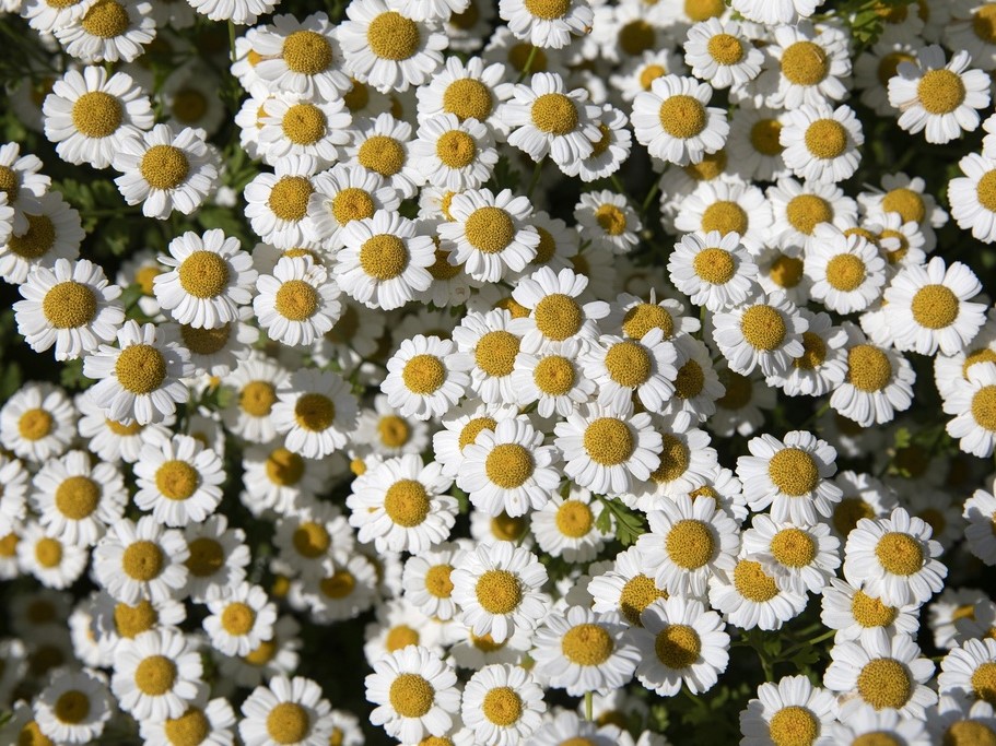 All flowers / Chamomile
