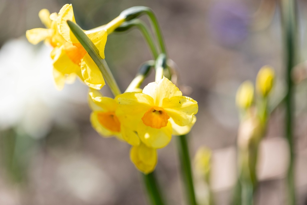 Bulbes de fleurs / Bulbes de Narcisses