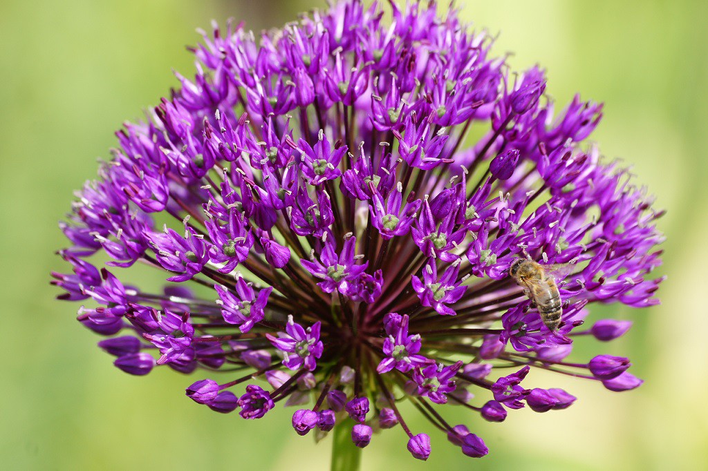 Bulbes de fleurs / Bulbes d'Ails d'ornement