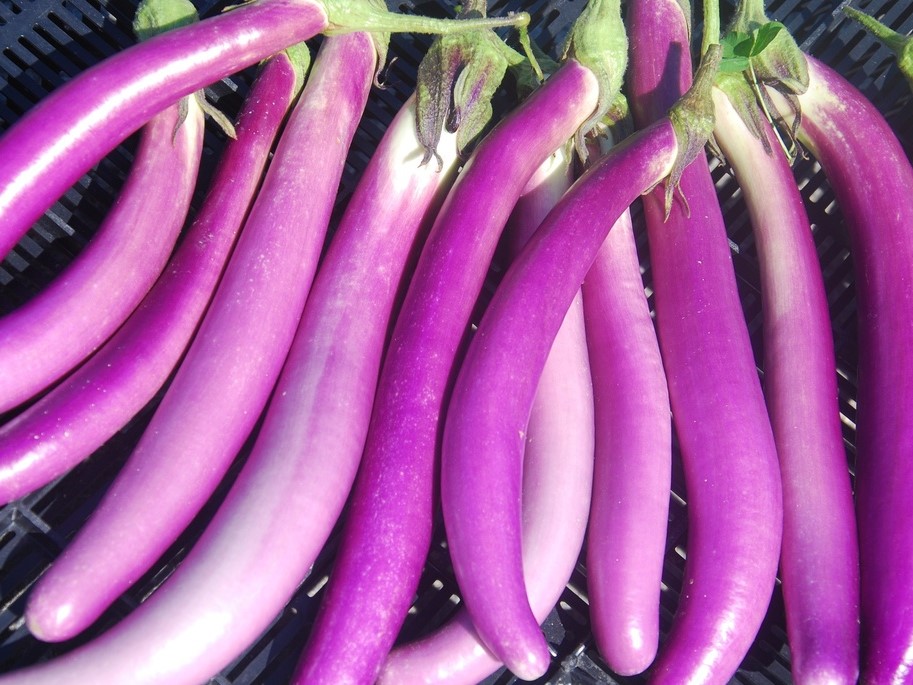 Vegetable seeds