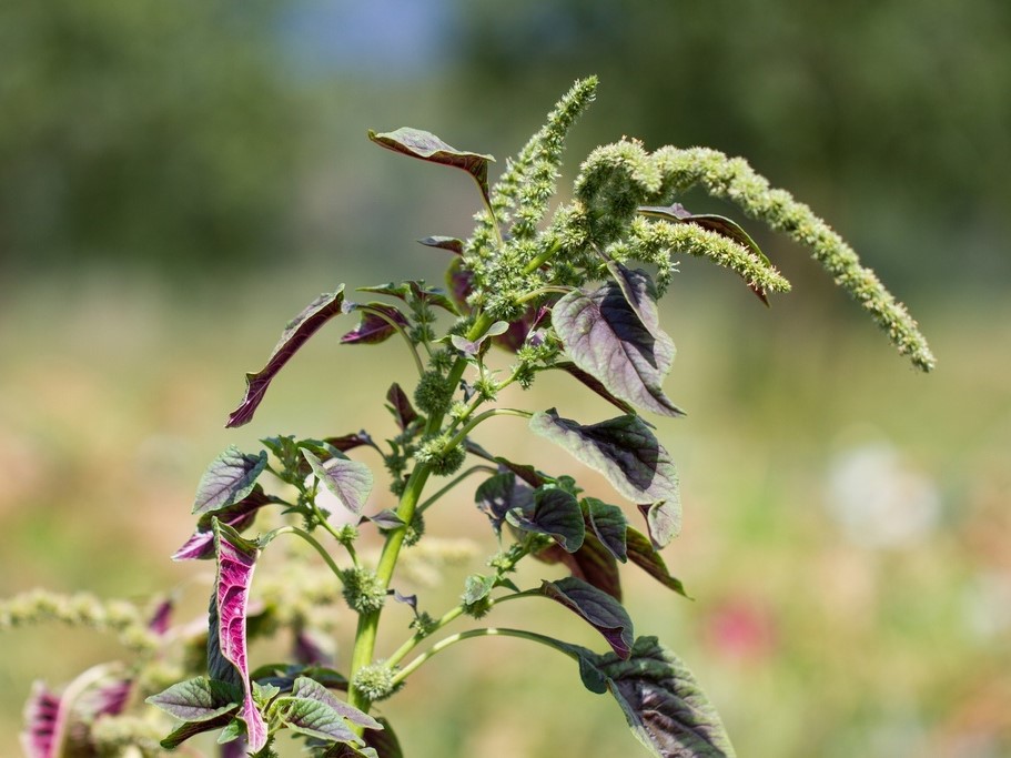 All vegetable seeds / Amaranth / Leaf Amaranth