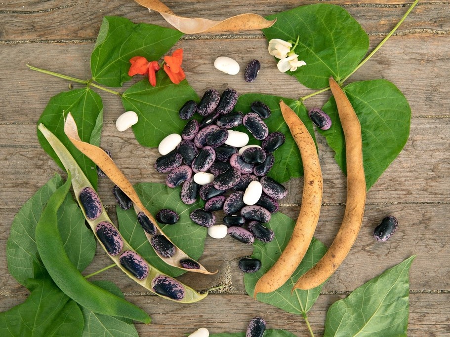 Graines de légumes / Haricots / Haricots d'Espagne