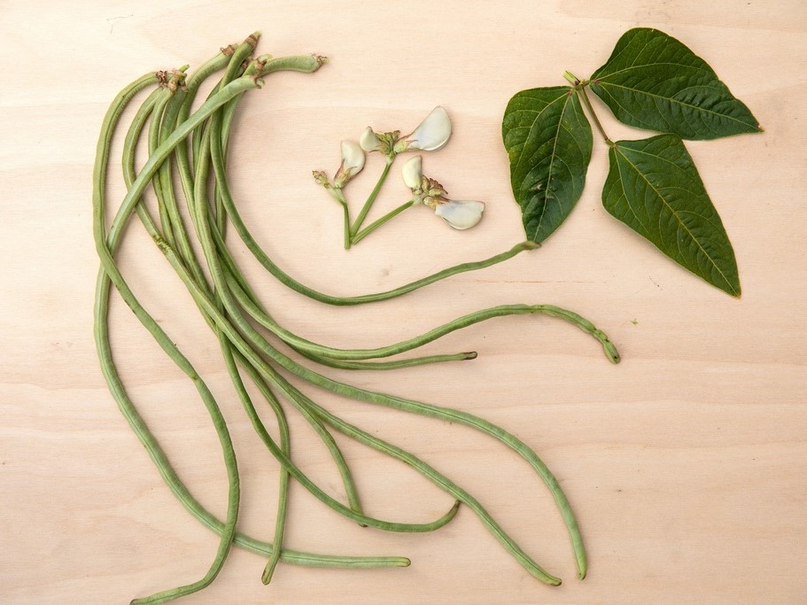 Graines de légumes / Haricots / Haricots doliques