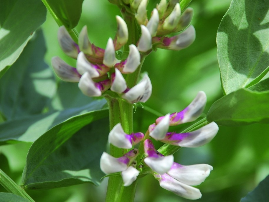 All vegetable seeds / Fava bean, Broad bean