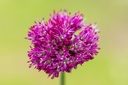 Zierlauch 'Purple Sensation'