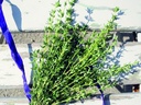 Planton bio de thym