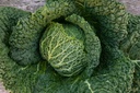 Bio-Wirzsetzling 'Savoy'