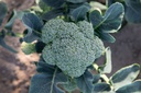 Bio-Broccolisetzling 'Coastal'