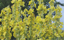 Planton bio de Molène à Fleurs Denses