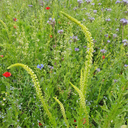Pianta bio di Reseda, Guaderella