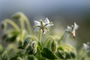 Planton bio de bourrache "étoile blanche"