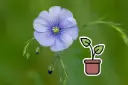 Planton bio de Lin Vivace 'Saphir Alpin'