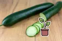 Organic seedling of Cucumber ‘Perfection’