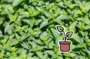 Organic seedling of Mint