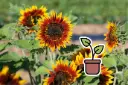 Organic seedling of Sunflower ‘Circle of Fire’