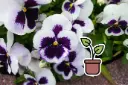 Planton bio de pensée 'Blanc-Violet'