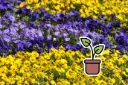 Piantina bio di viola del pensiero ‘Mix di colori’